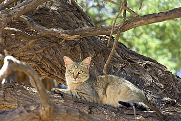 African wild cat (Felis silvestris lybica), Kgalagadi Transfrontier Park, encompassing the former Kalahari Gemsbok National Park, South Africa, Africa