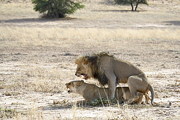 Lion (Panthera leo) mating, Kgalagadi Transfrontier Park, encompassing the former Kalahari Gemsbok National Park, South Africa, Africa