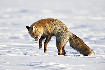 Cross Fox, Red Fox (Vulpes vulpes) (Vulpes fulva) pouncing on prey in the snow, Grand Teton National Park, Wyoming, United States of America, North America