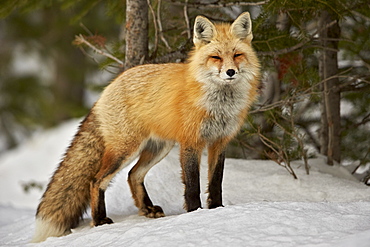 Red Fox (Vulpes vulpes) (Vulpes fulva) in winter, Grand Teton National Park, Wyoming, United States of America, North America