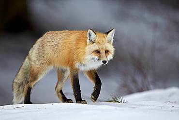 Red Fox (Vulpes vulpes) (Vulpes fulva) in winter, Grand Teton National Park, Wyoming, United States of America, North America