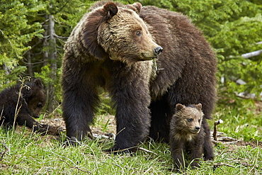 Grizzly bear (Ursus arctos horribilis) sow and two cubs of the year, Yellowstone National Park, Wyoming, United States of America, North America