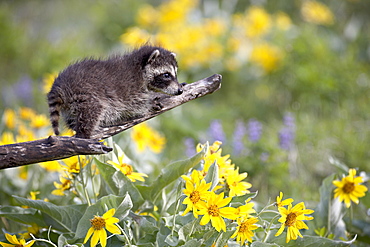 Baby raccoon (Procyon lotor) in captivity, Animals of Montana, Bozeman, Montana, United States of America, North America