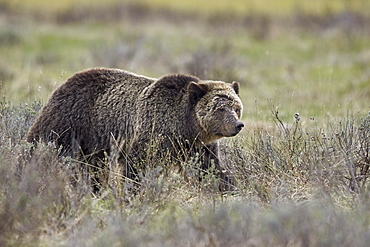 Grizzly Bear (Ursus arctos horribilis), Yellowstone National Park, Wyoming, United States of America, North America