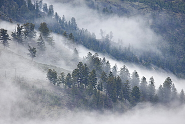 Trees on a hillside covered with fog, Yellowstone National Park, UNESCO World Heritage Site, Wyoming, United States of America, North America