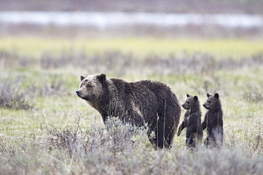 Grizzly Bear (Ursus arctos horribilis) sow and two cubs of the year or spring cubs standing, Yellowstone National Park, Wyoming, United States of America, North America