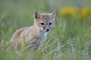 Swift Fox (Vulpes velox) kit, Pawnee National Grassland, Colorado, United States of America, North America