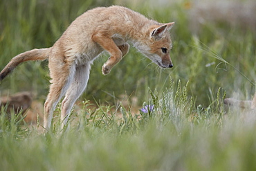 Swift Fox (Vulpes velox) kit pouncing, Pawnee National Grassland, Colorado, United States of America, North America