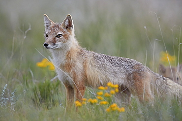 Swift Fox (Vulpes velox) vixen, Pawnee National Grassland, Colorado, United States of America, North America