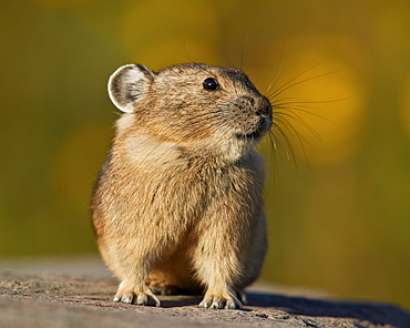 American Pika (Ochotona princeps), San Juan National Forest, Colorado, United States of America, North America