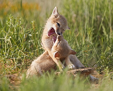 Swift fox (Vulpes velox) kits playing, Pawnee National Grassland, Colorado, United States of America, North America