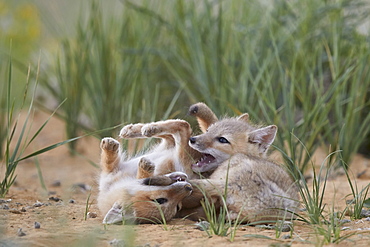 Swift fox (Vulpes velox) kits playing, Pawnee National Grassland, Colorado, United States of America, North America