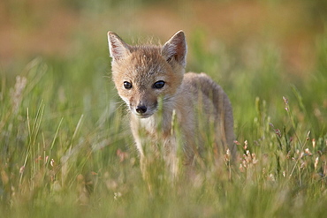 Swift fox (Vulpes velox) kit, Pawnee National Grassland, Colorado, United States of America, North America