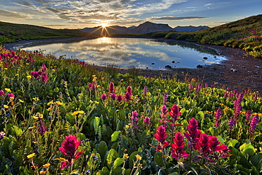 Sunrise over Alpine wildflowers, San Juan National Forest, Colorado, United States of America, North America