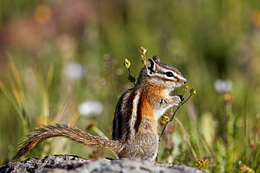 Least chipmunk (Tamias minimus) (Neotamias minimus) (Eutamias minimus), San Juan National Forest, Colorado, United States of America, North America