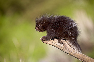 A captive baby porcupine (Erethizon dorsatum), Animals of Montana, Bozeman, Montana, United States of America, North America