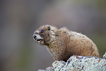 Yellow-bellied marmot (yellowbelly marmot) (Marmota flaviventris) calling, San Juan National Forest, Colorado, United States of America, North America