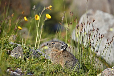 American pika (Ochotona princeps), San Juan National Forest, Colorado, United States of America, North America