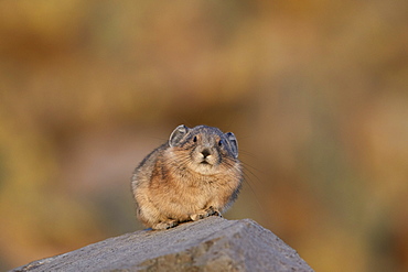 American pika (Ochotona princeps), San Juan National Forest, Colorado, United States of America, North America