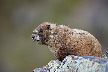 Yellow-bellied marmot (yellowbelly marmot) (Marmota flaviventris), San Juan National Forest, Colorado, United States of America, North America