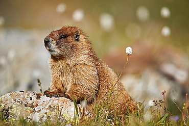 Yellow-bellied marmot (yellowbelly marmot) (Marmota flaviventris) among bistort, San Juan National Forest, Colorado, United States of America, North America