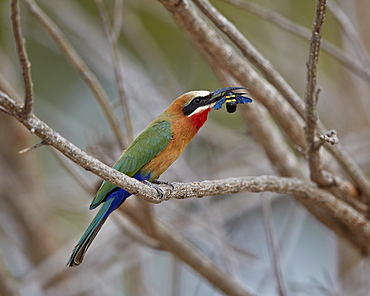 White-fronted bee-eater (Merops bullockoides) with a bee, Selous Game Reserve, Tanzania, East Africa, Africa