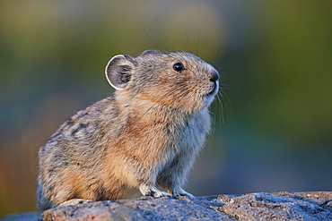 American pika (Ochotona princeps), San Juan National Forest, Colorado, United States of America, North America