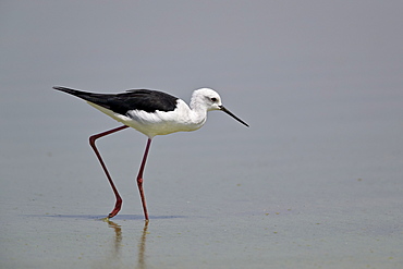 Black-winged stilt (Himantopus himantopus), Selous Game Reserve, Tanzania, East Africa, Africa