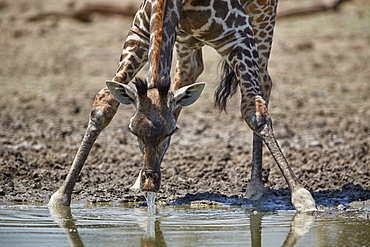 Masai giraffe (Giraffa camelopardalis tippelskirchi) drinking, Selous Game Reserve, Tanzania, East Africa, Africa