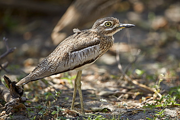 Water thickknee (water dikkop) (Burhinus vermiculatus), Selous Game Reserve, Tanzania, East Africa, Africa