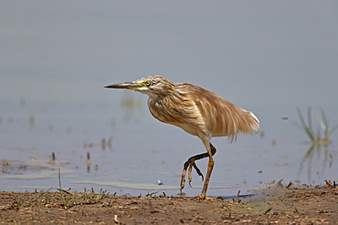 Common Squacco heron (Ardeola ralloides), immature, Selous Game Reserve, Tanzania, East Africa, Africa