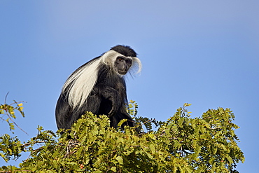 Angola Colobus (Angolan black-and-white colobus) (Angolan colobus) (Colobus angolensis), Selous Game Reserve, Tanzania, East Africa, Africa