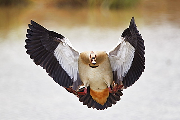 Egyptian goose (Alopochen aegyptiacus) landing, Mikumi National Park, Tanzania, East Africa, Africa