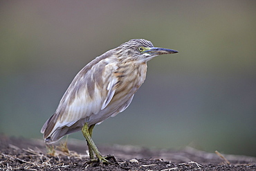 Common Squacco heron (Ardeola ralloides), Mikumi National Park, Tanzania, East Africa, Africa