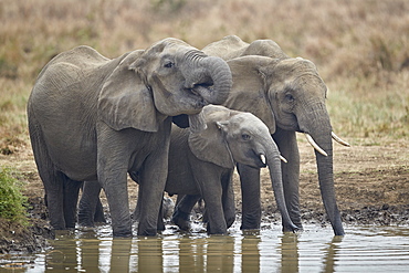 Three African elephant (Loxodonta africana) drinking, Mikumi National Park, Tanzania, East Africa, Africa