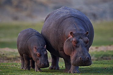 Hippopotamus (Hippopotamus amphibius) mother and baby, Ruaha National Park, Tanzania, East Africa, Africa