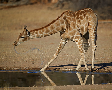 Cape giraffe (Giraffa camelopardalis giraffa) drinking, Kgalagadi Transfrontier Park, encompassing the former Kalahari Gemsbok National Park, South Africa, Africa