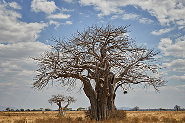 Baobab tree, Ruaha National Park, Tanzania, East Africa, Africa