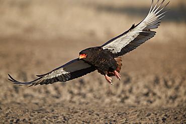 Bateleur (Terathopius ecaudatus) landing, female, Kgalagadi Transfrontier Park, encompassing the former Kalahari Gemsbok National Park, South Africa, Africa