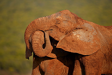 Two African elephant (Loxodonta africana) embracing, Addo Elephant National Park, South Africa, Africa