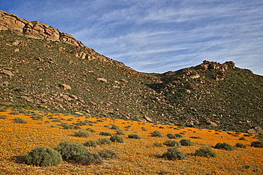 Field of Namaqualand daisy (Jakkalsblom) (Dimorphotheca sinuata), Namakwa, Namaqualand, South Africa, Africa