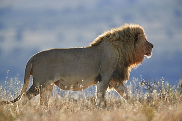 Lion (Panthera leo), Mountain Zebra National Park, South Africa, Africa