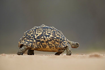 Leopard tortoise (Geochelone pardalis), Kruger National Park, South Africa, Africa