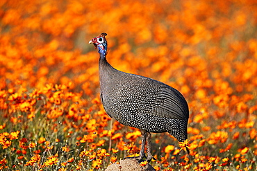 Helmeted guineafowl (Numida meleagris) among orange wildflowers, Namaqualand daisies and glossy-eyed mountain daisies, Namaqua, South Africa, Africa