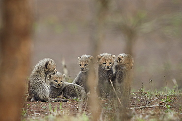 Five cheetah (Acinonyx jubatus) cubs, Kruger National Park, South Africa, Africa