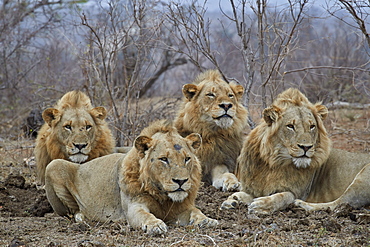Four male Lion (Panthera leo), Kruger National Park, South Africa, Africa