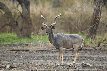 Greater kudu (Tragelaphus strepsiceros) bull, Selous Game Reserve, Tanzania, East Africa, Africa