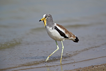 White-crowned lapwing (white-headed lapwing) (white-headed plover) (white-crowned plover) (Vanellus albiceps), Selous Game Reserve, Tanzania, East Africa, Africa