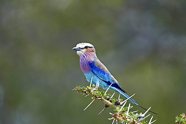 Lilac-breasted roller (Coracias caudata), Selous Game Reserve, Tanzania, East Africa, Africa