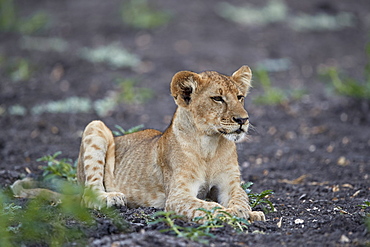 Lion (Panthera leo) cub, Selous Game Reserve, Tanzania, East Africa, Africa